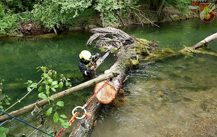 Bäume in Mühlbach