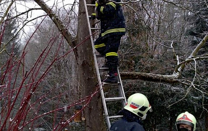 Katze auf Baum