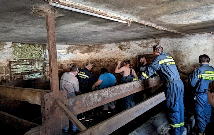 Tierrettung: Stier in Güllegrube eingebrochen