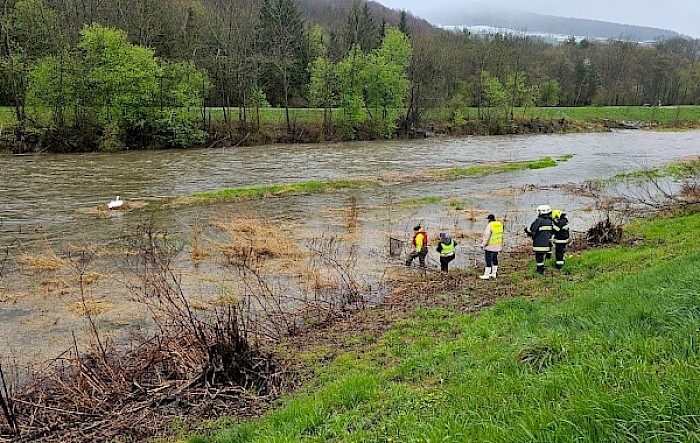 Tierrettung: Schwaneneier aus Nest gerettet