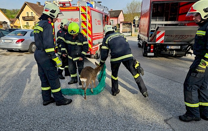 Tierrettung: Rehbock im Garten