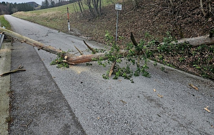 Baum über Straße Kreisbachtal