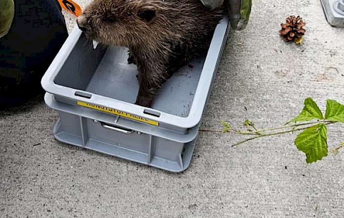 Tierrettung Mühlgasse